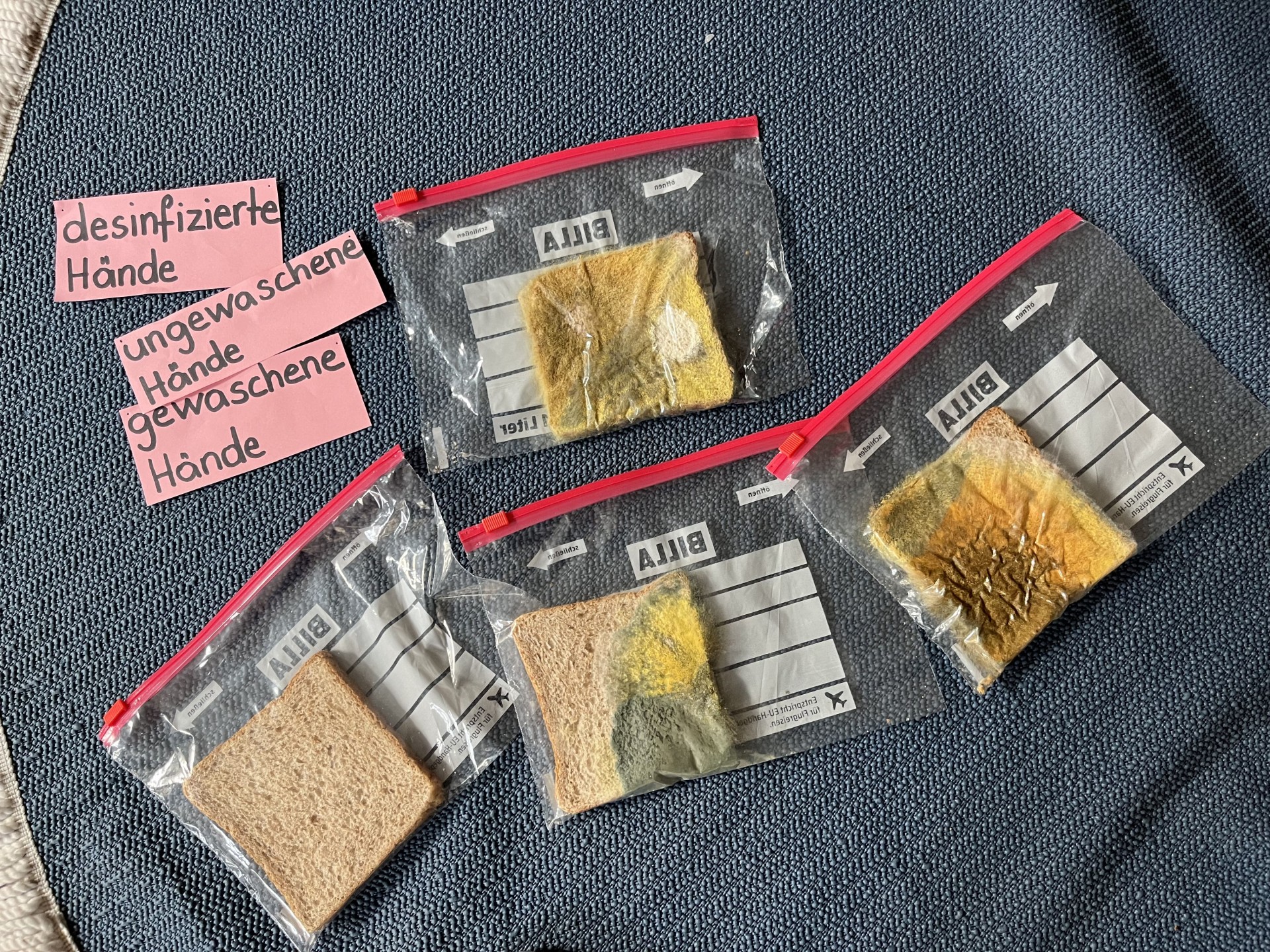 Keime sichtbar machen: "Das Toastbrot - Experiment"
