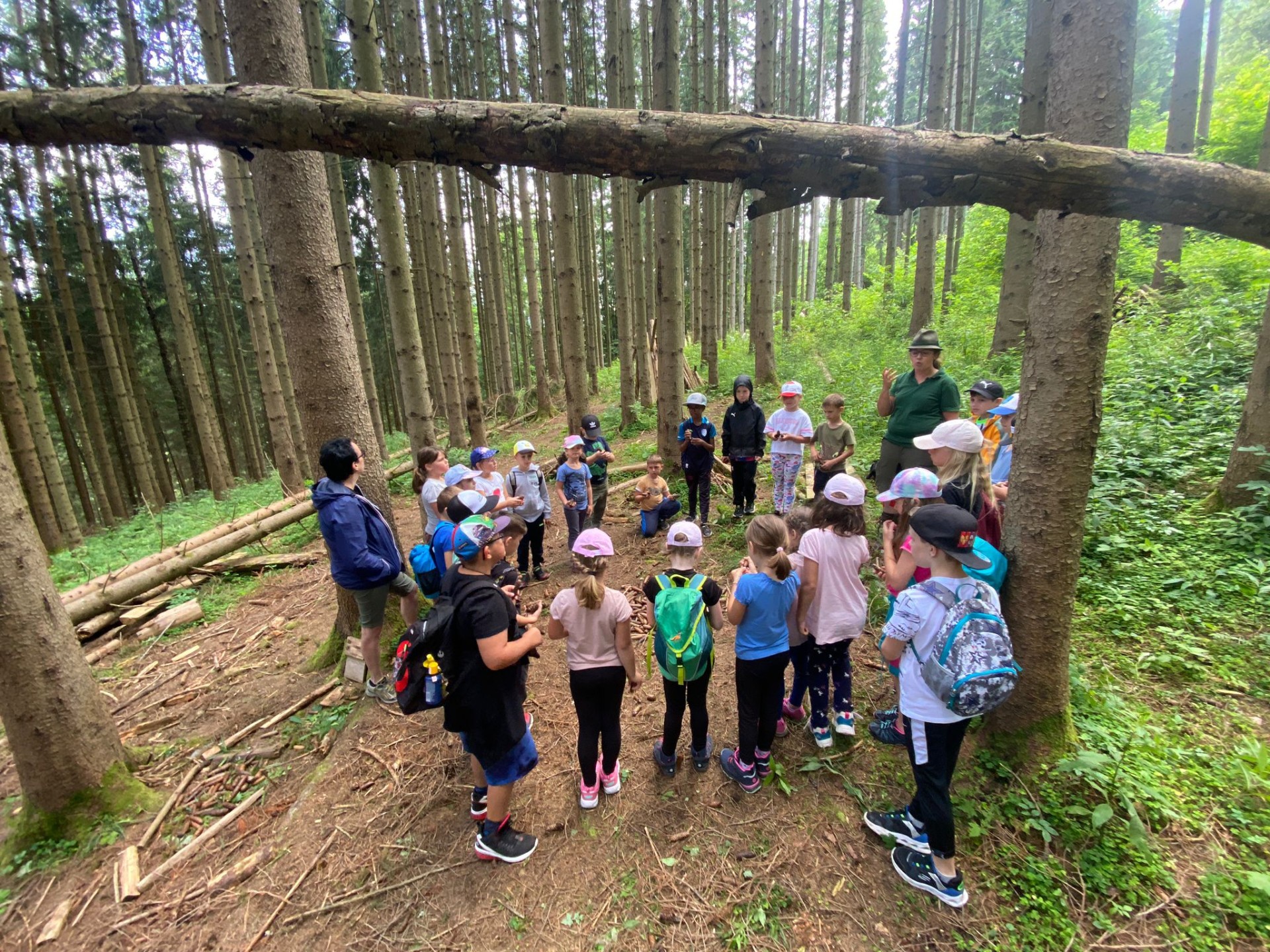 Wichtelwald Lassing