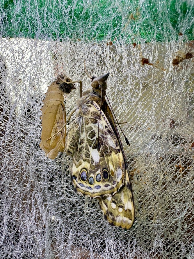 Unsere ersten Schmetterlinge sind geschlüpft!